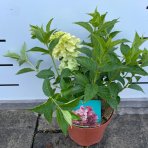 Hortenzia metlinatá (Hydrangea paniculata) ‘PETITE STAR’® - výška 30-40 cm, kont. C2L